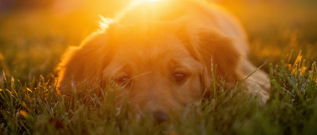 Turmeric for Dogs: A Miracle Spice in Your Homemade Dog Treats