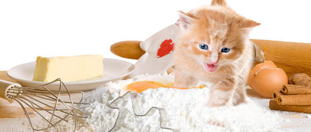 Vitamins and Minerals: Essential Nutrients for Cats