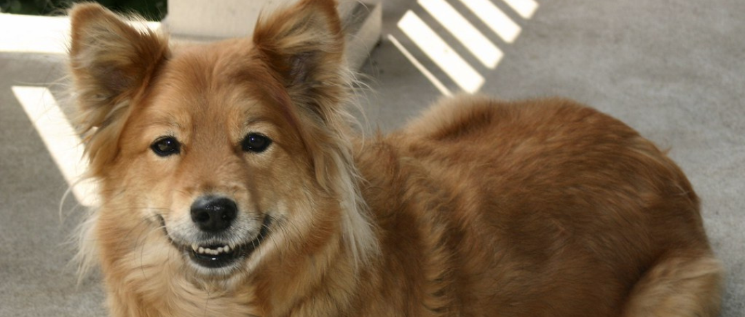 Chia Seeds and Flax Seeds Make Great Ingredients for Healthy Homemade Dog Treats