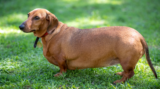 The Overweight Dog: A Guide to Healthier Eating Habits